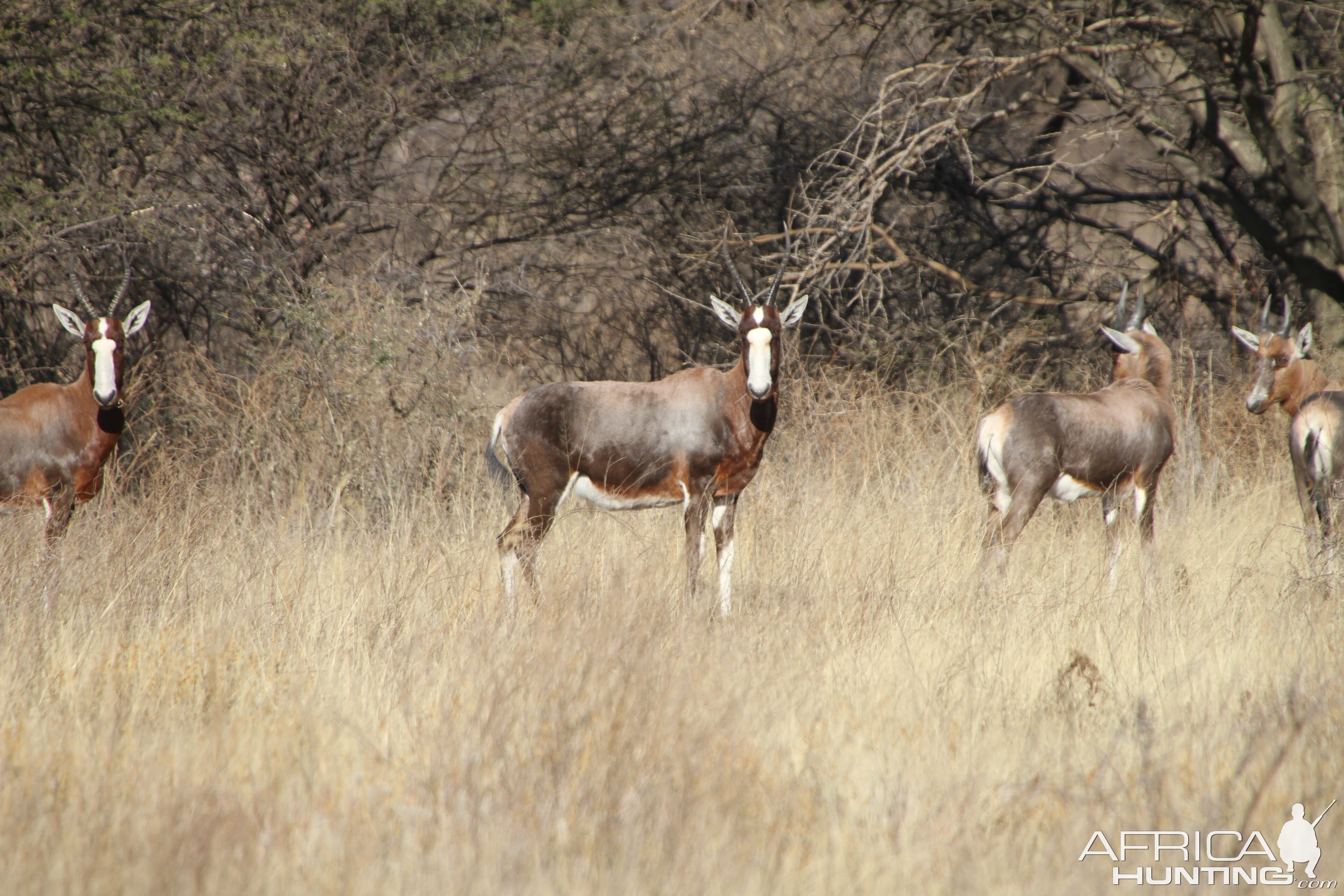 Blesbok Namibia