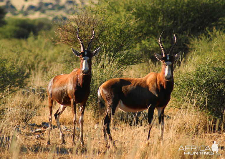 Blesbok Namibia