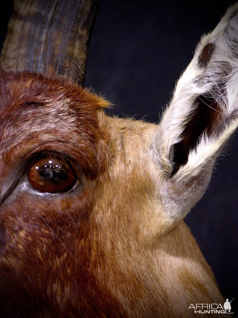 Blesbok Shoulder Mount Taxidermy Close Up