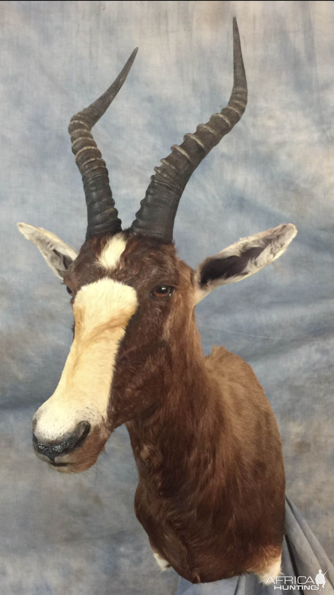 Blesbok Shoulder Mount Taxidermy