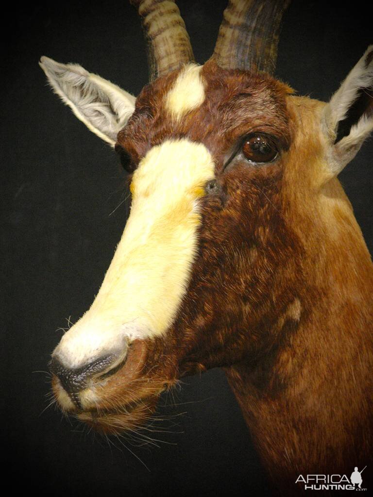 Blesbok Shoulder Mount Taxidermy