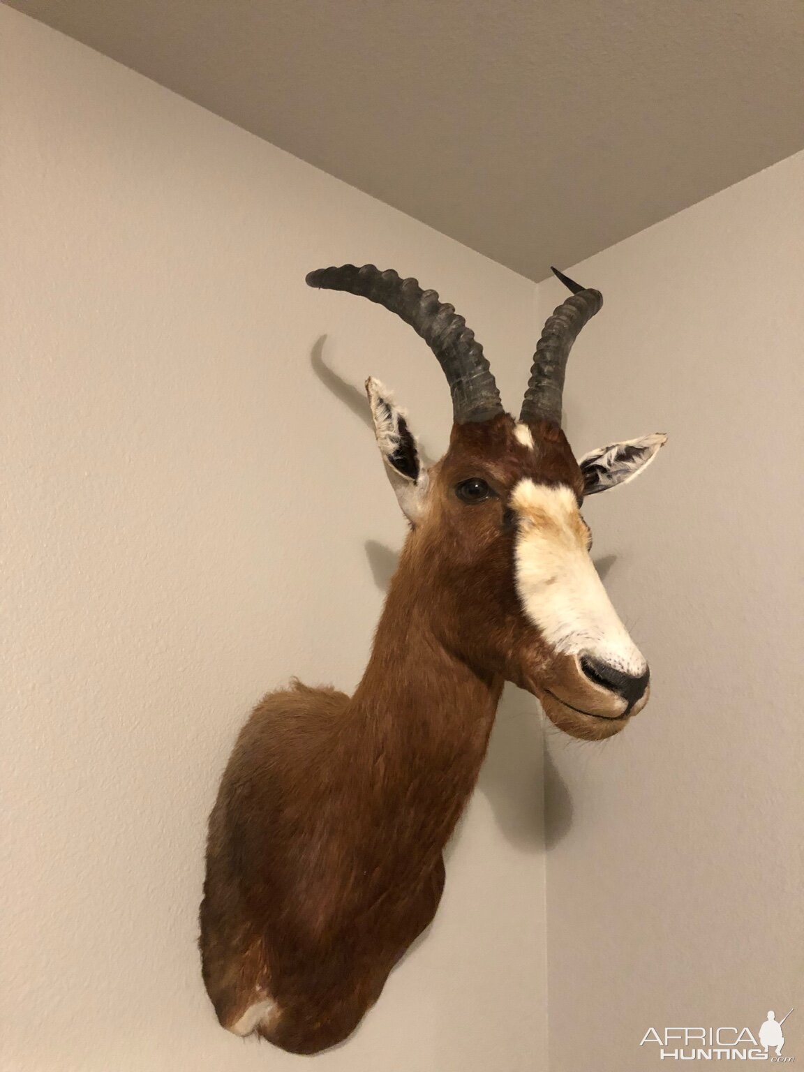 Blesbok Shoulder Mount Taxidermy