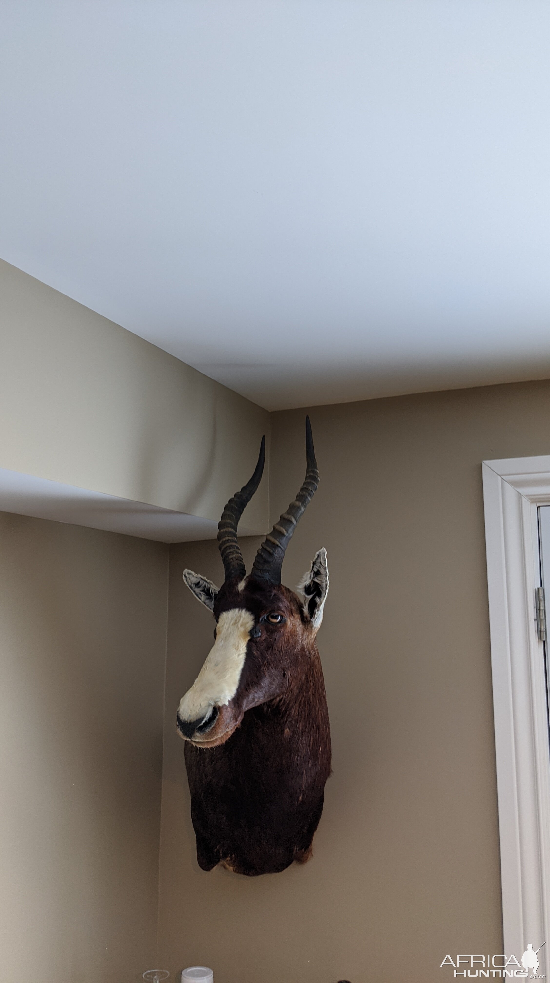 Blesbok Shoulder Mount Taxidermy