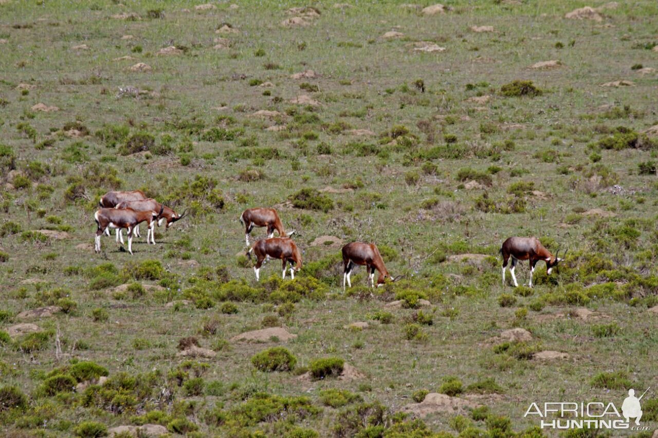 Blesbok South Africa