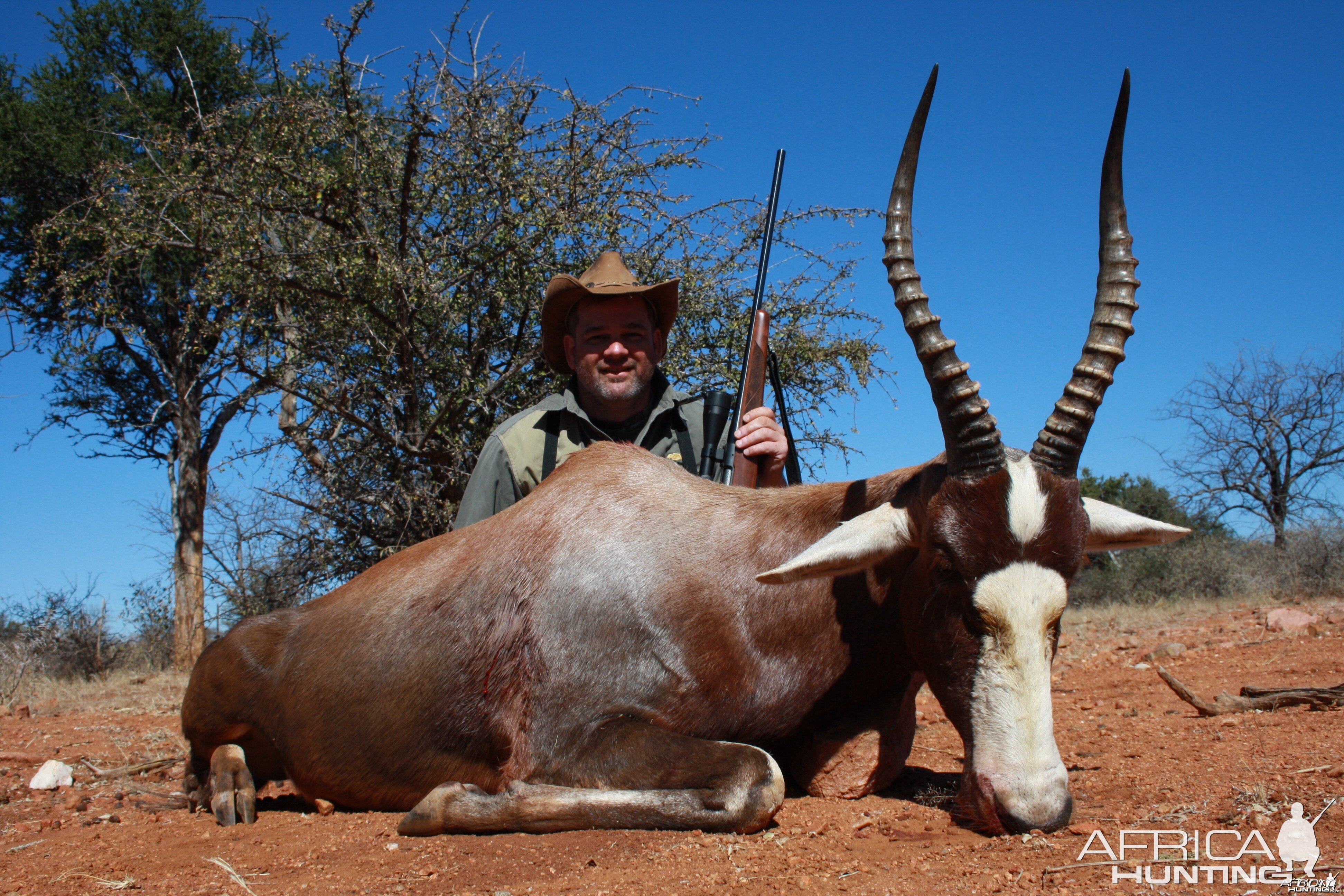 Blesbok