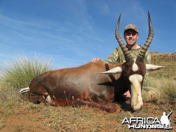 Blesbok