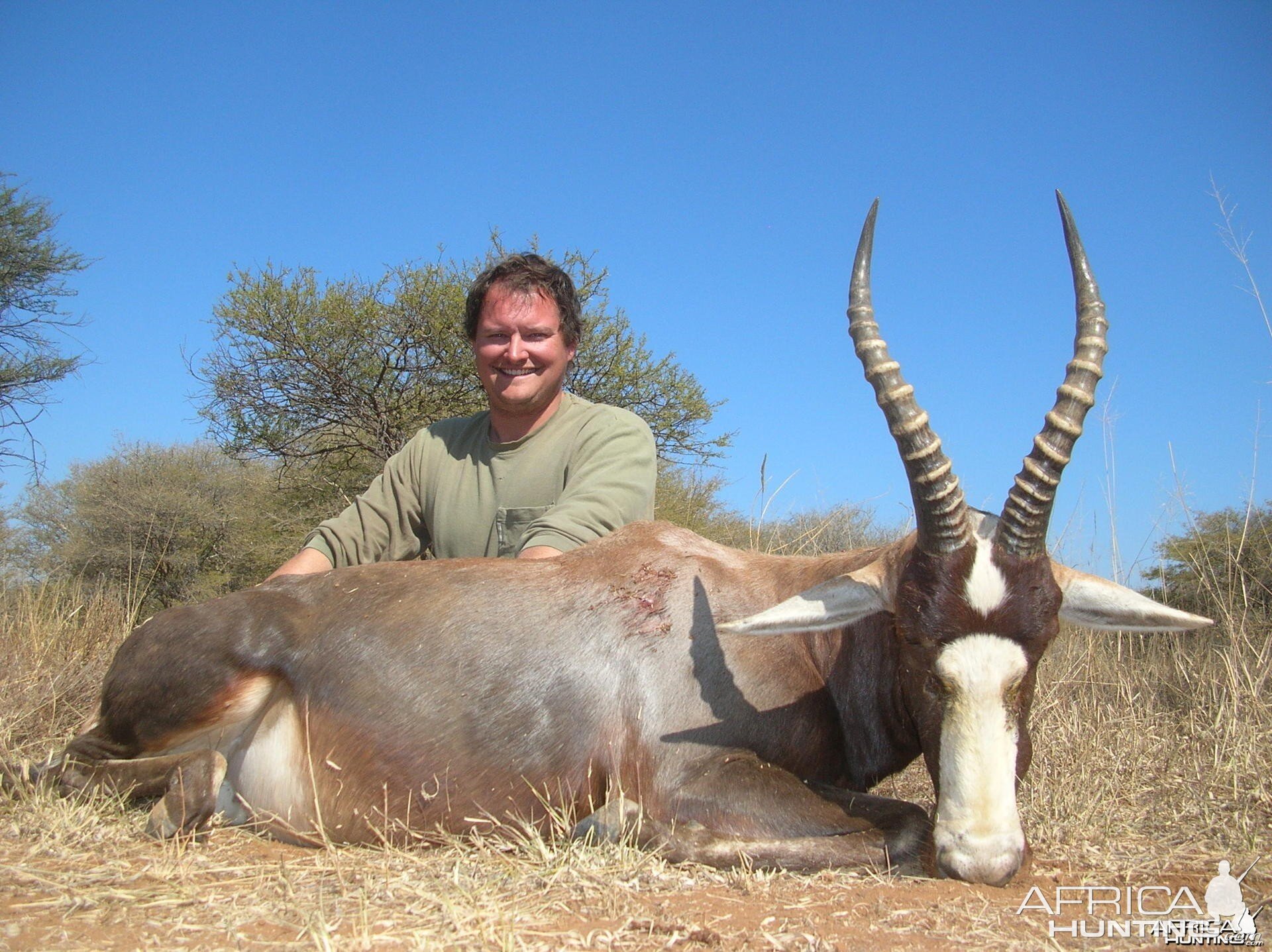 Blesbok