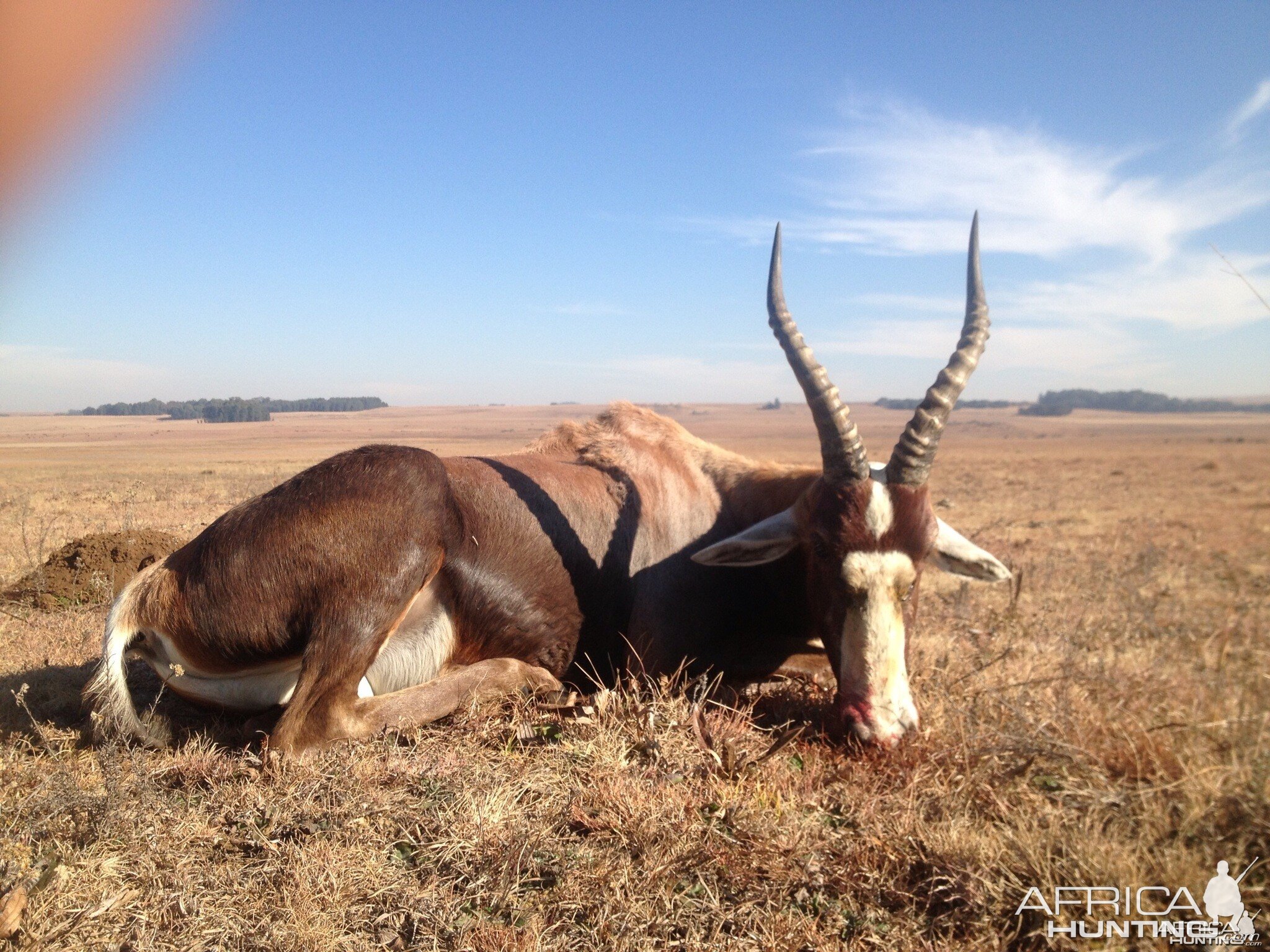 Blesbok