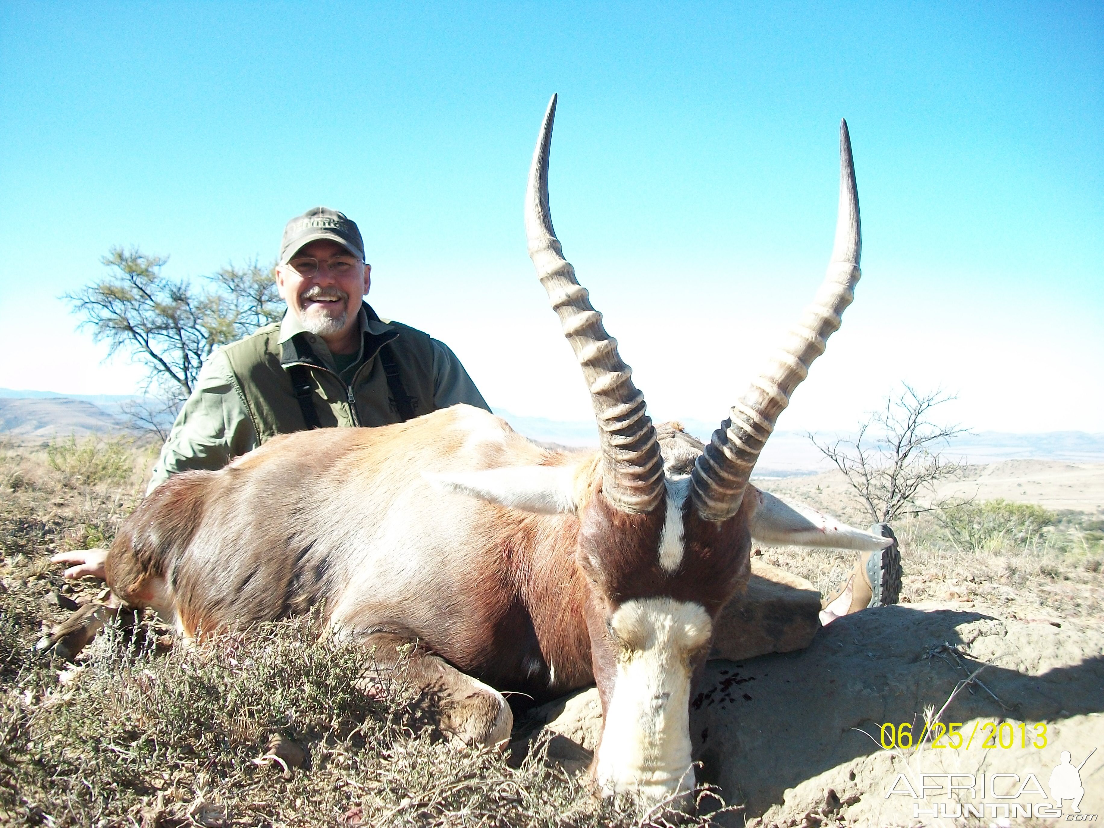 blesbok