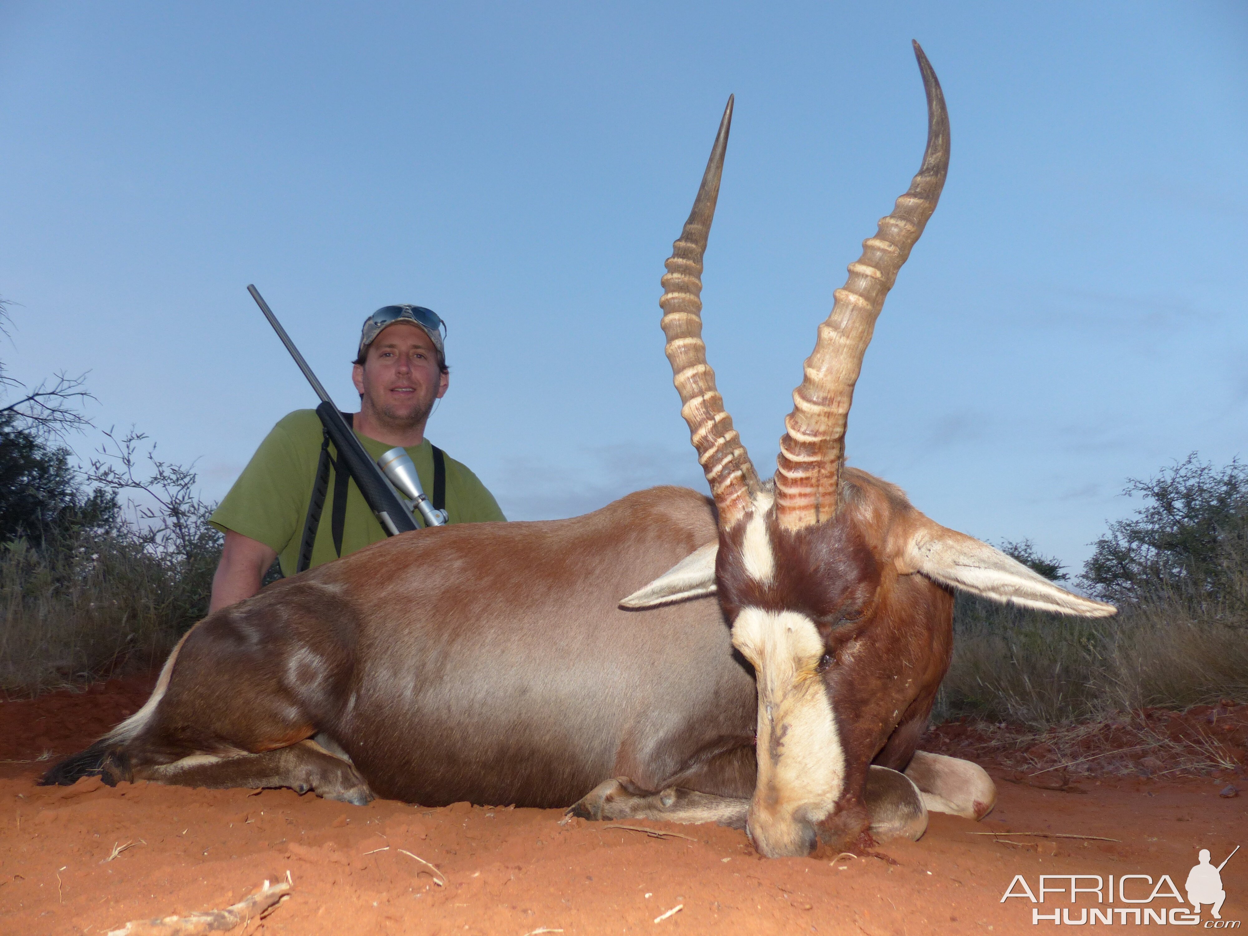 Blesbok