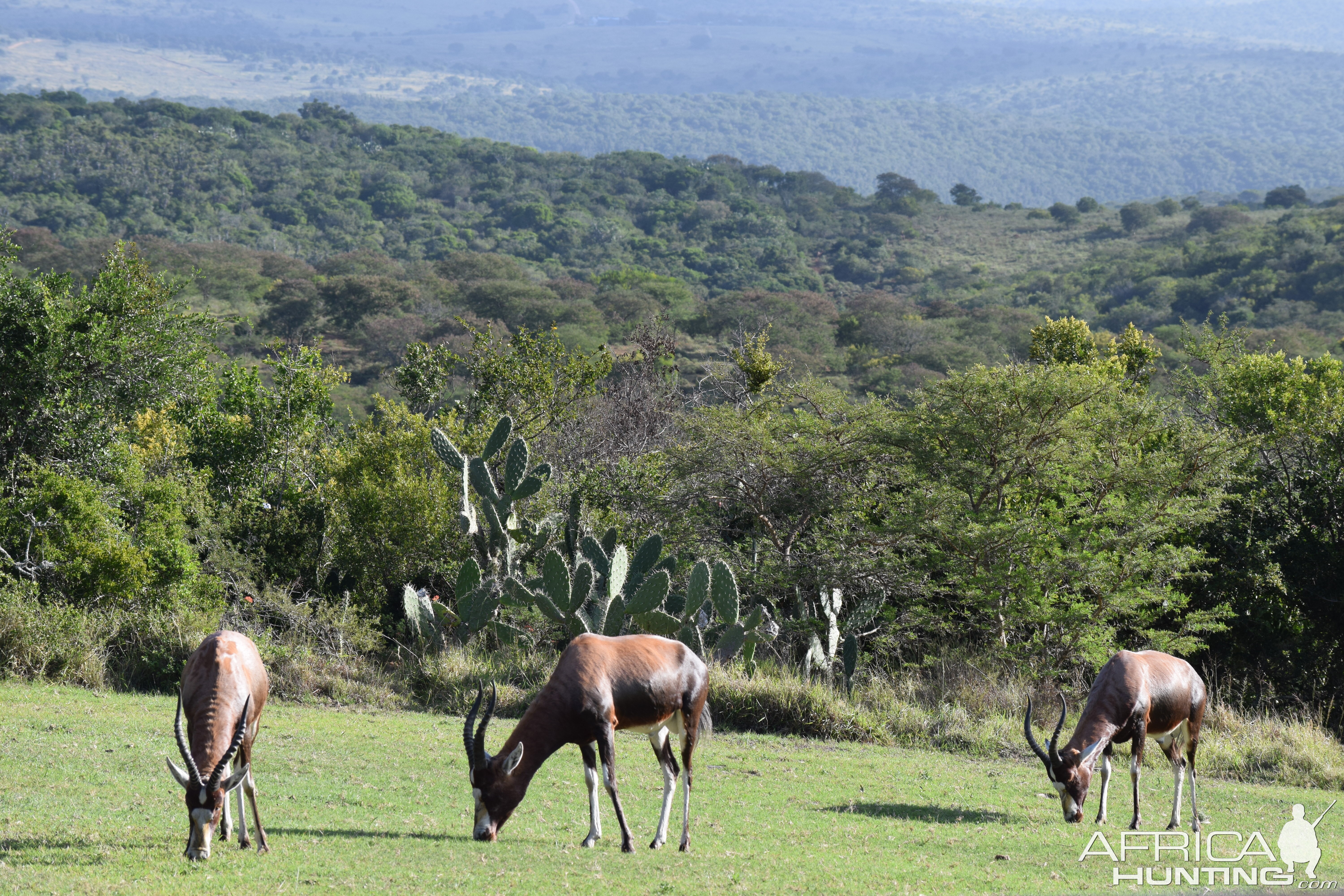 Blesbok