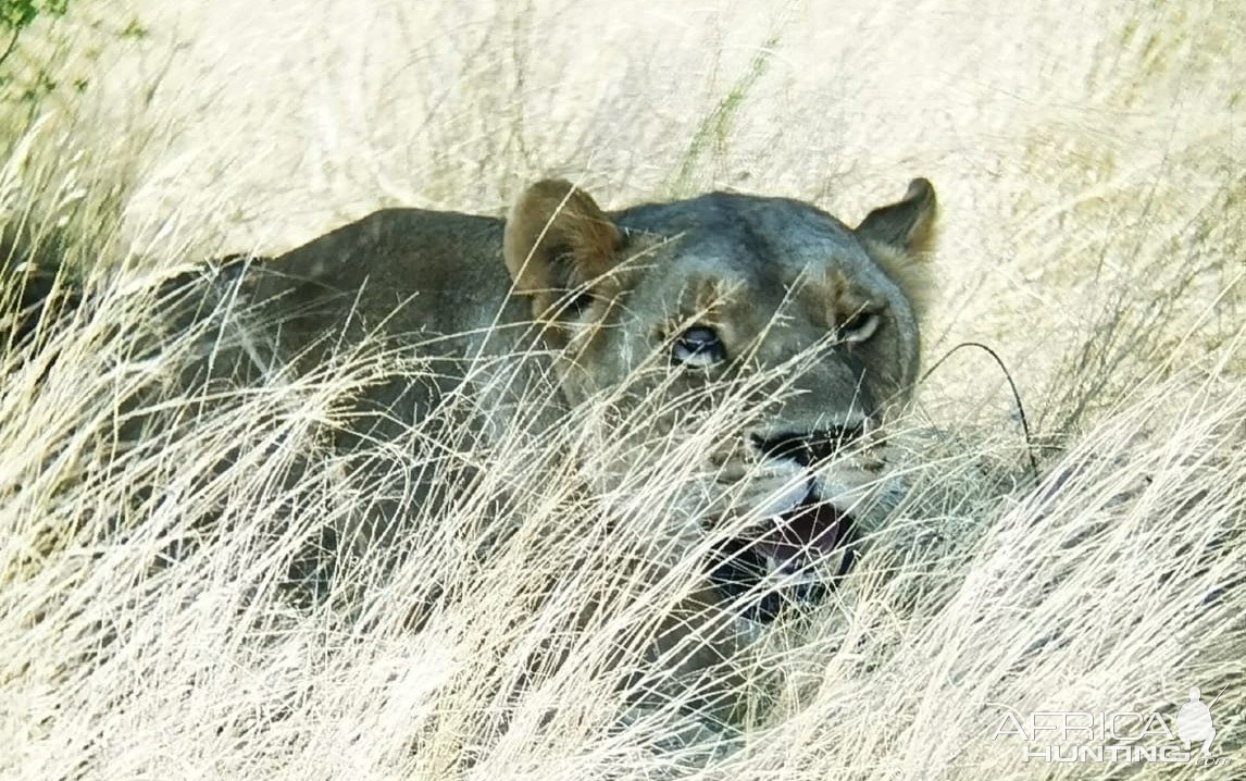 Blind Eye Lioness Kalahari South Africa
