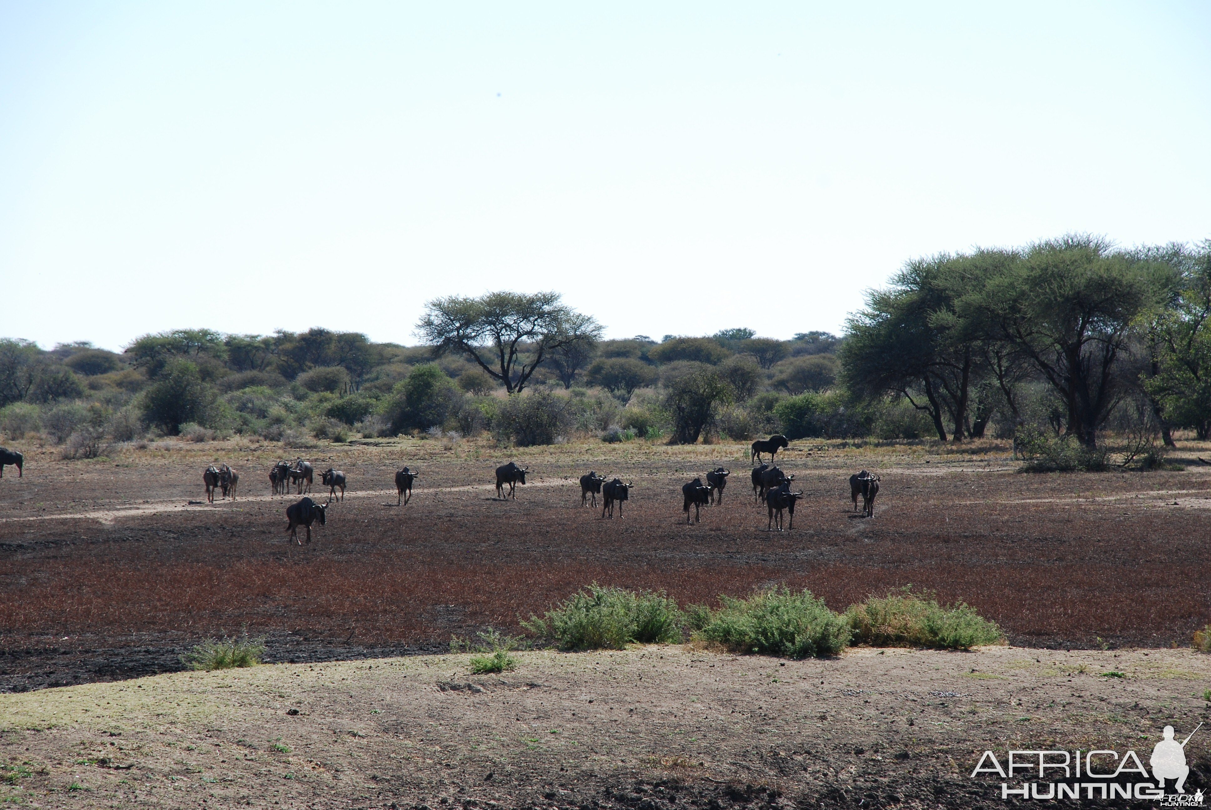 Blue and Black Gnu Namibia