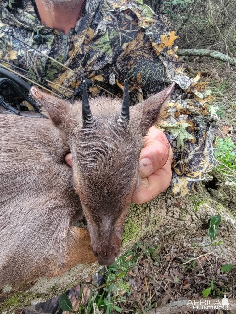 Blue Duiker Bow Hunt South Africa