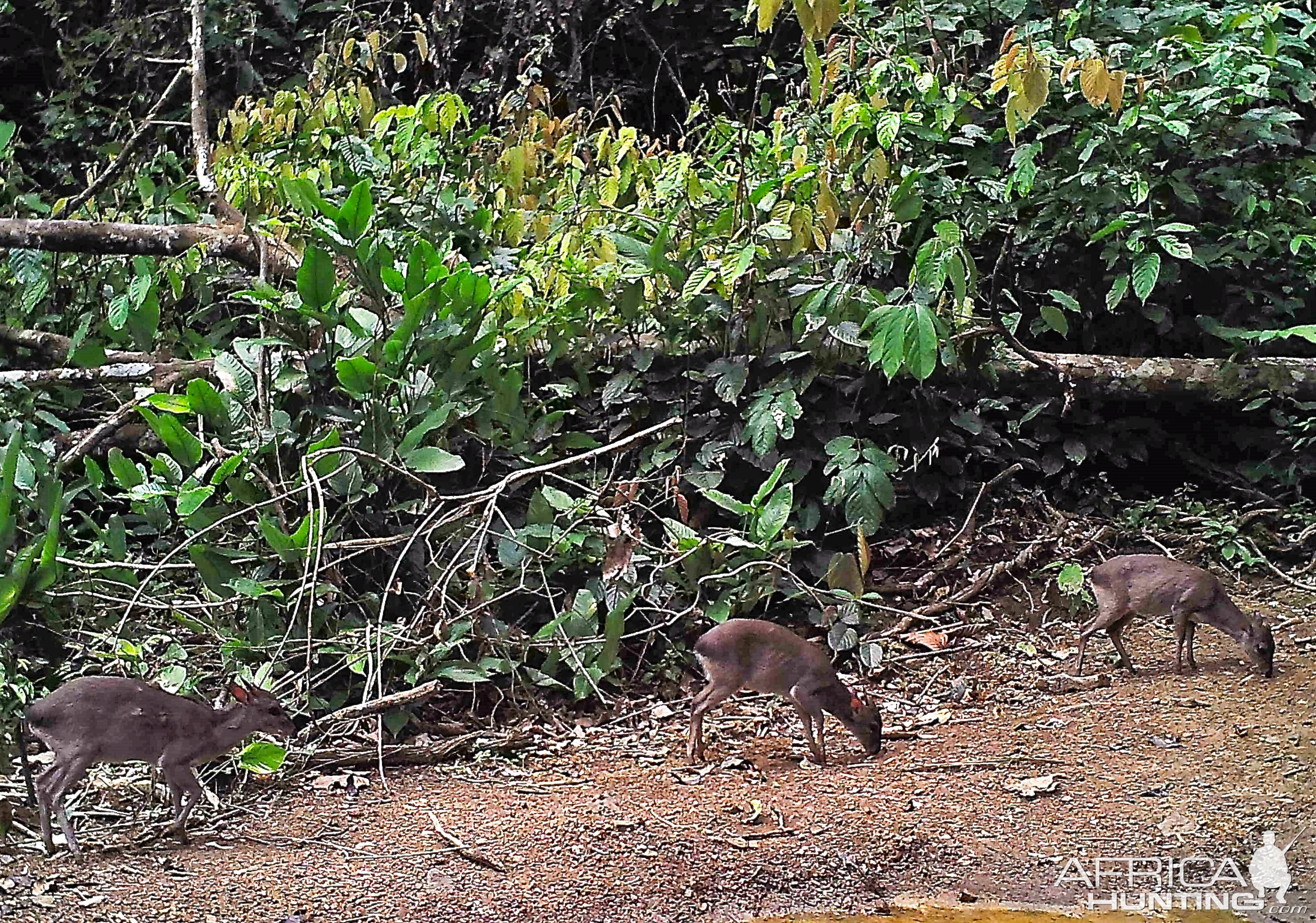 Blue Duiker Congo