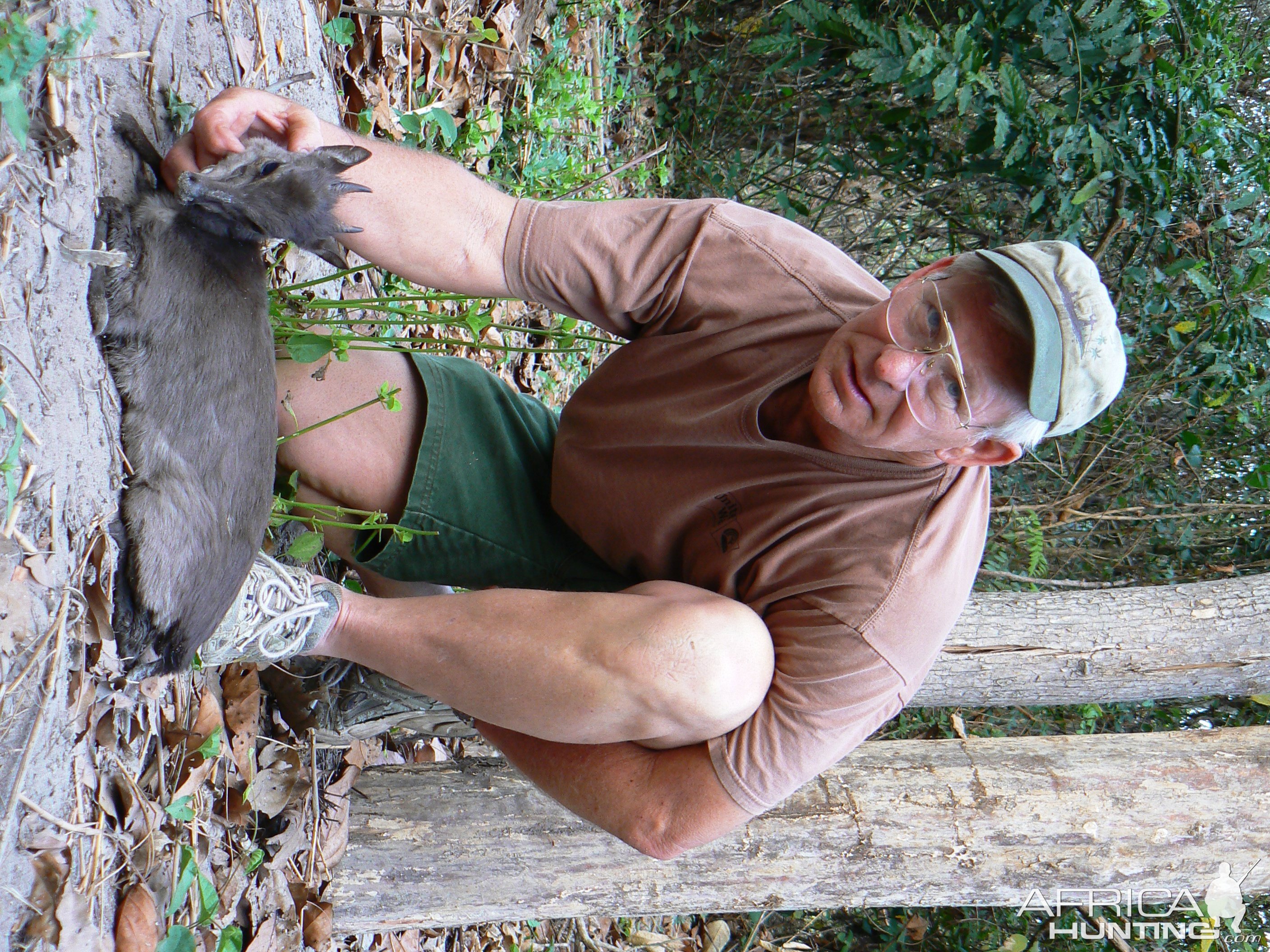 Blue duiker from CAR