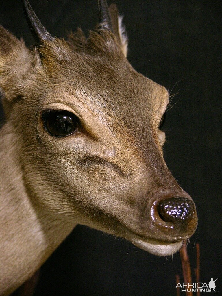 Blue Duiker Full Mount Taxidermy Close Ups