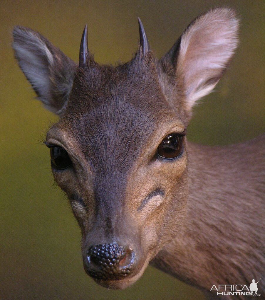 Blue Duiker Full Mount Taxidermy