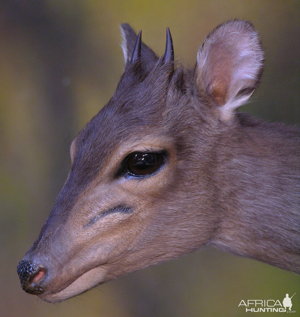 Blue Duiker Full Mount Taxidermy