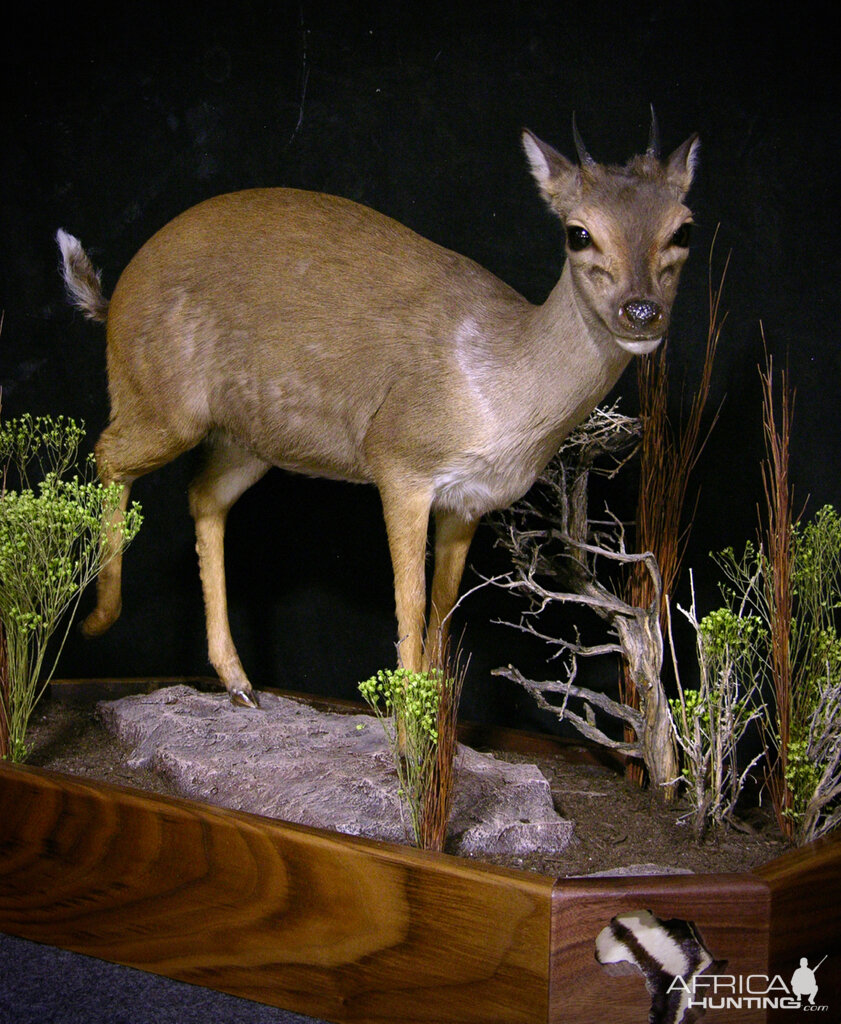 Blue Duiker Full Mount Taxidermy