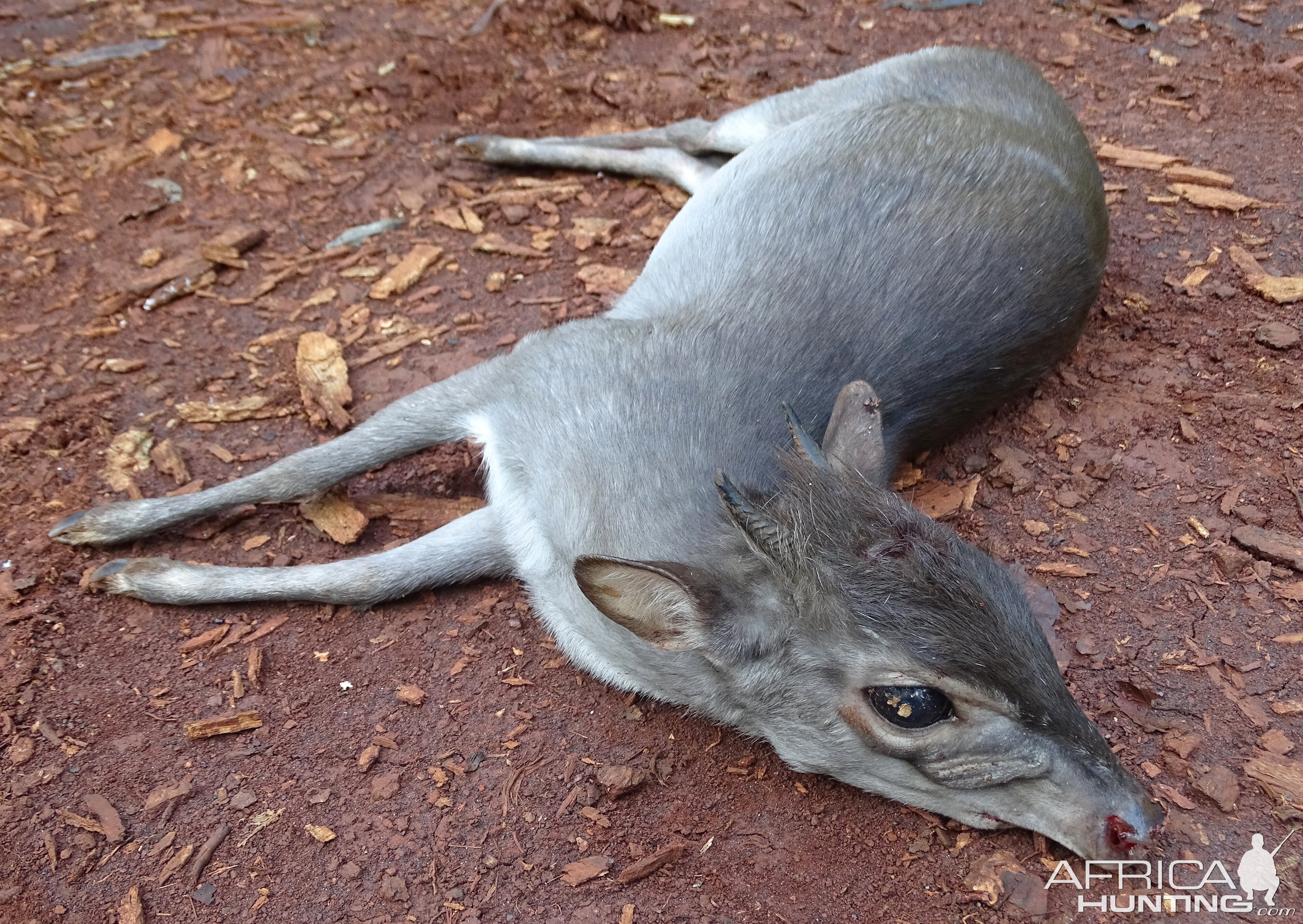 Blue Duiker hunt Congo