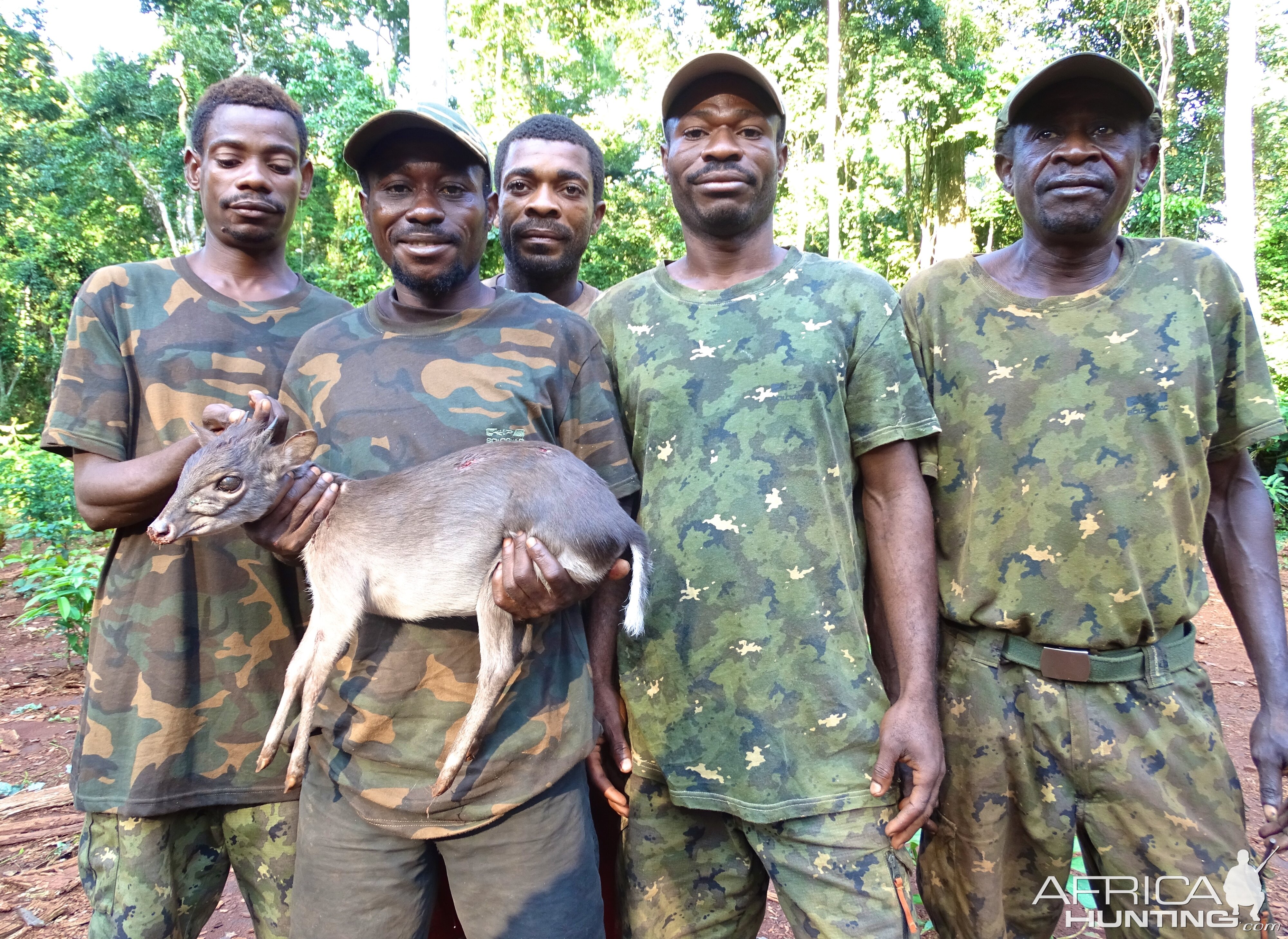 Blue Duiker hunt Congo