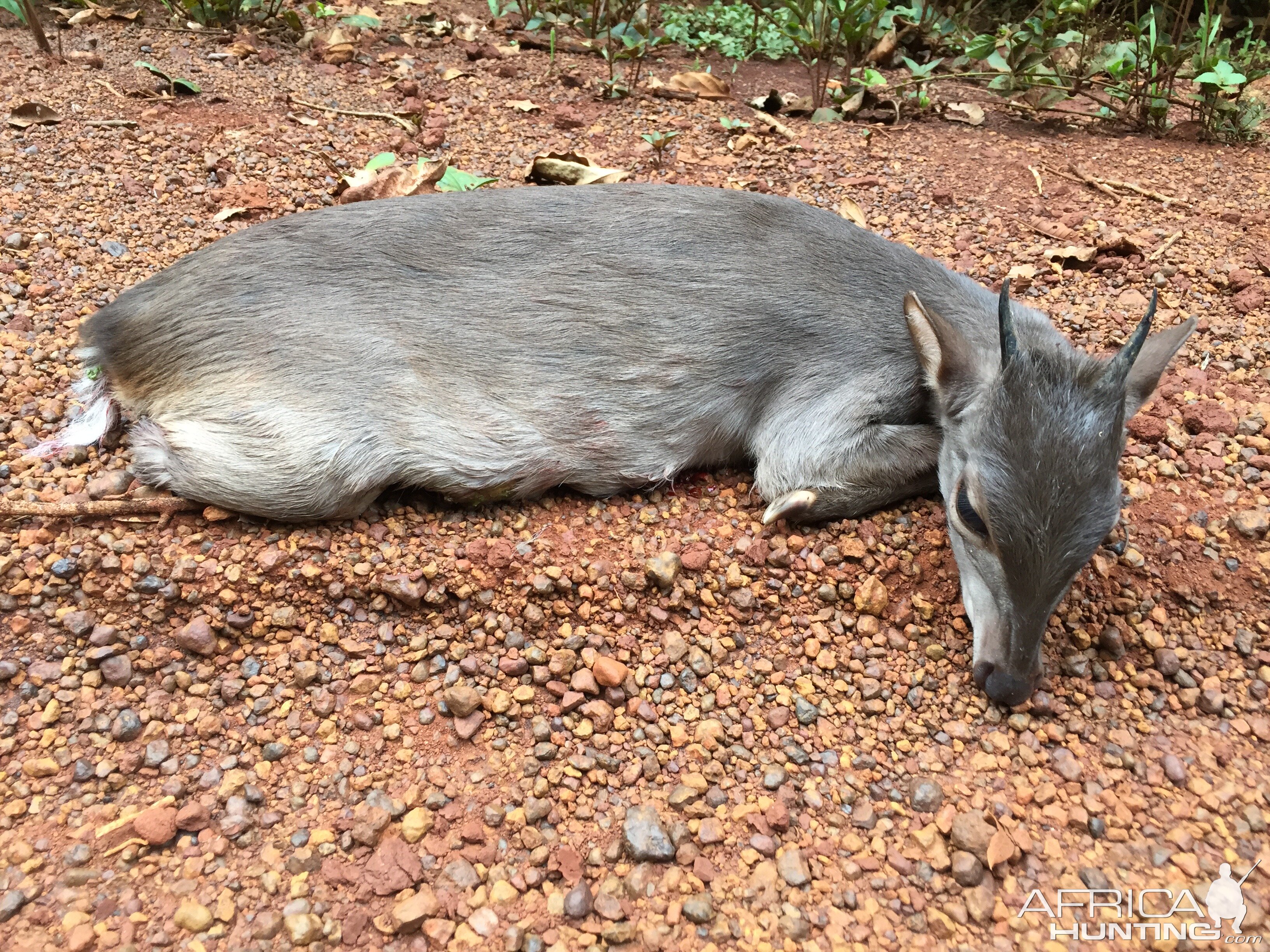 Blue Duiker hunt Congo