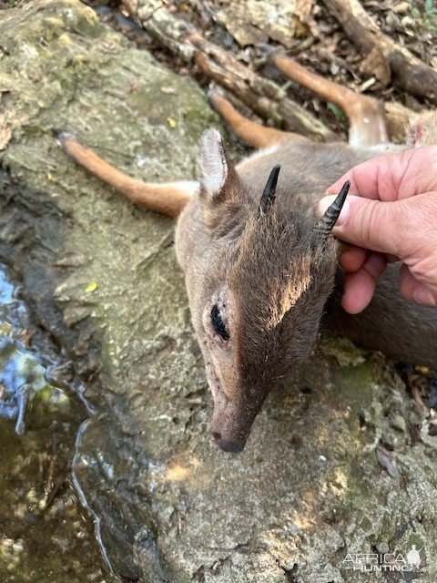 Blue Duiker Hunt