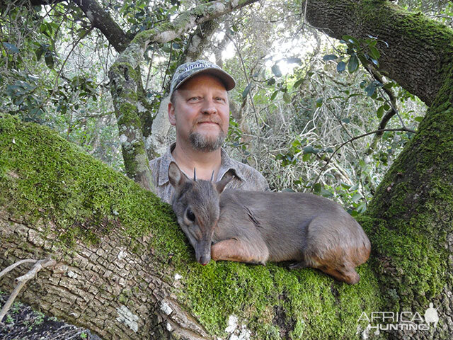 Blue Duiker Hunting