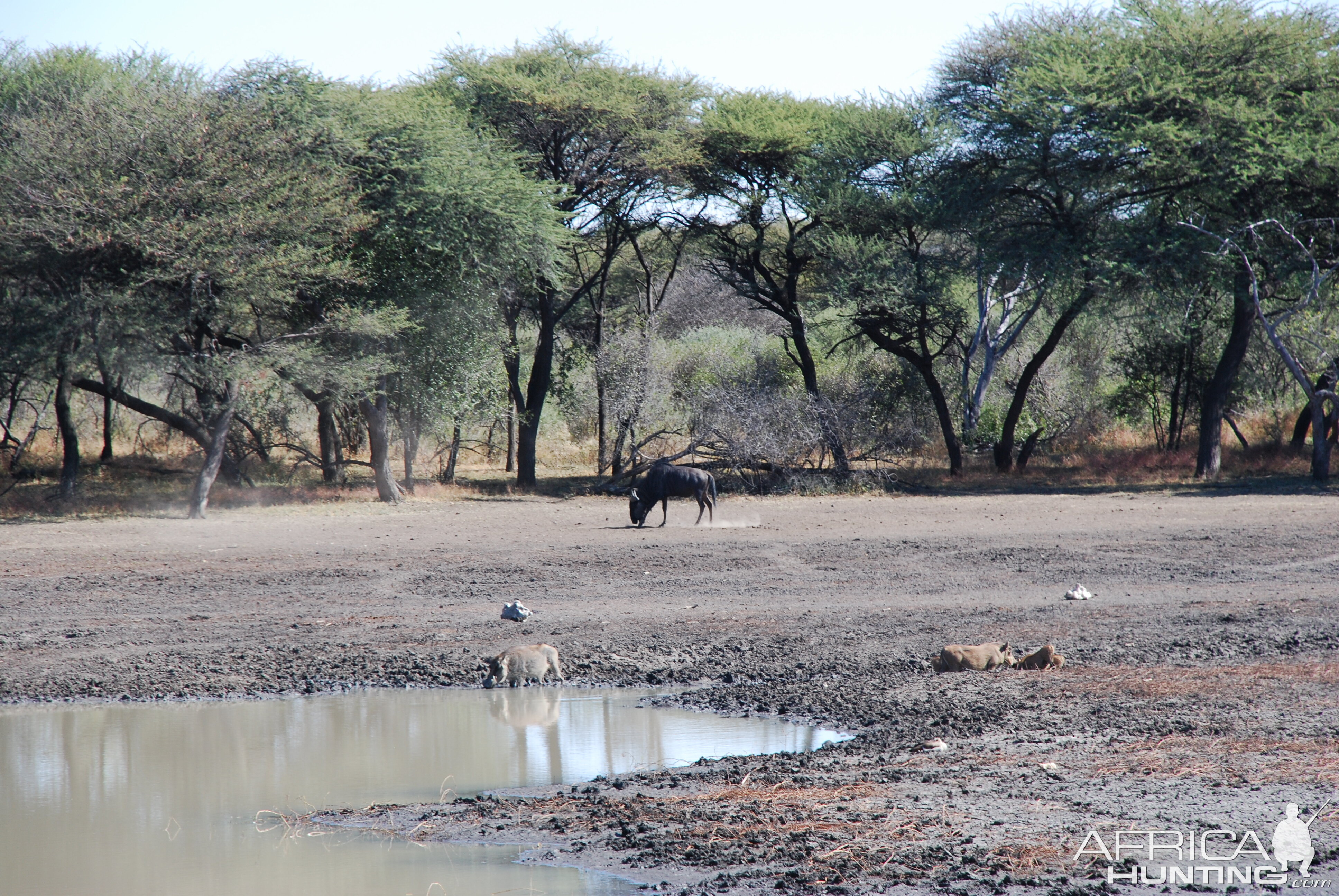 Blue Gnu and Warthog Namibia