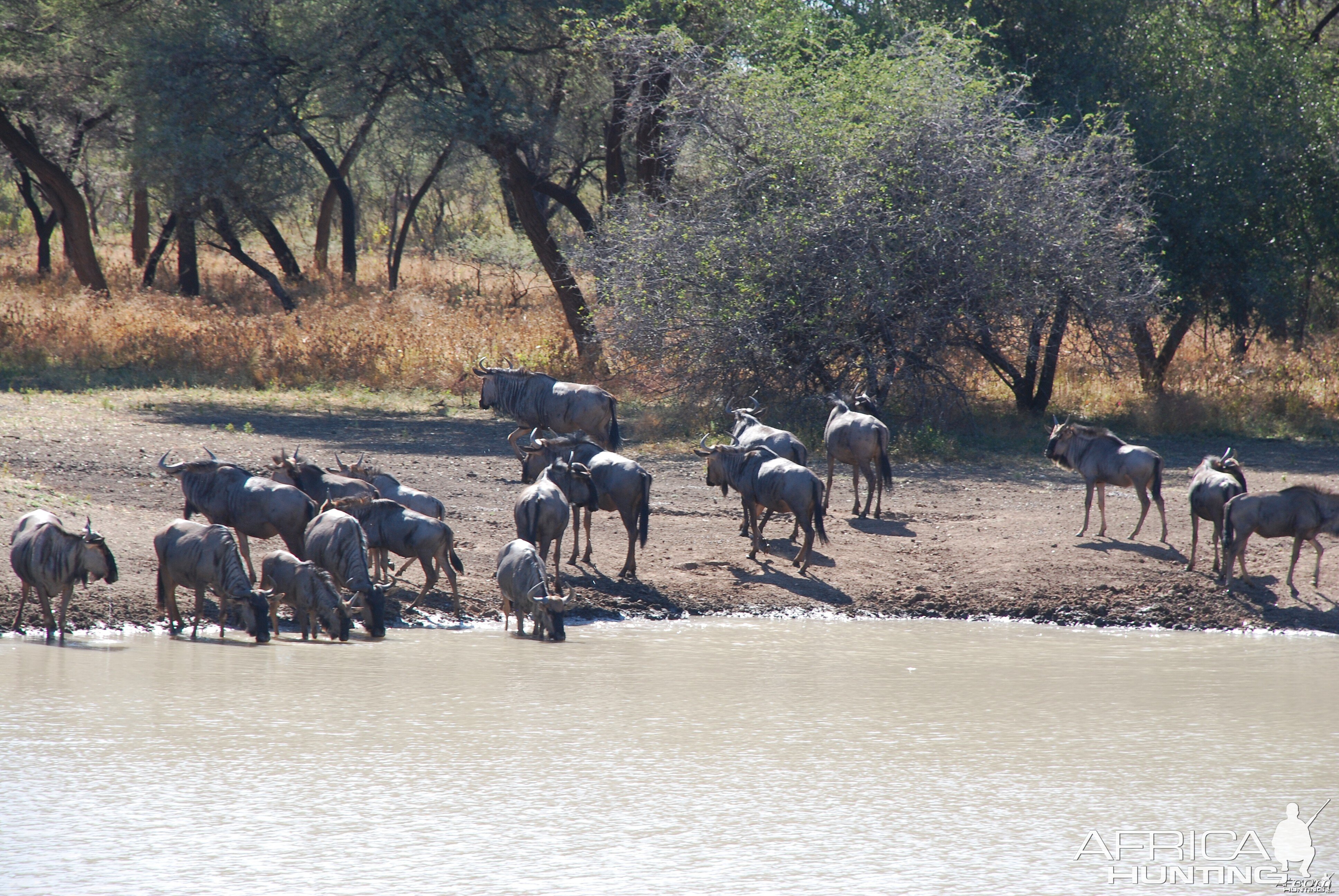 Blue Gnu Namibia