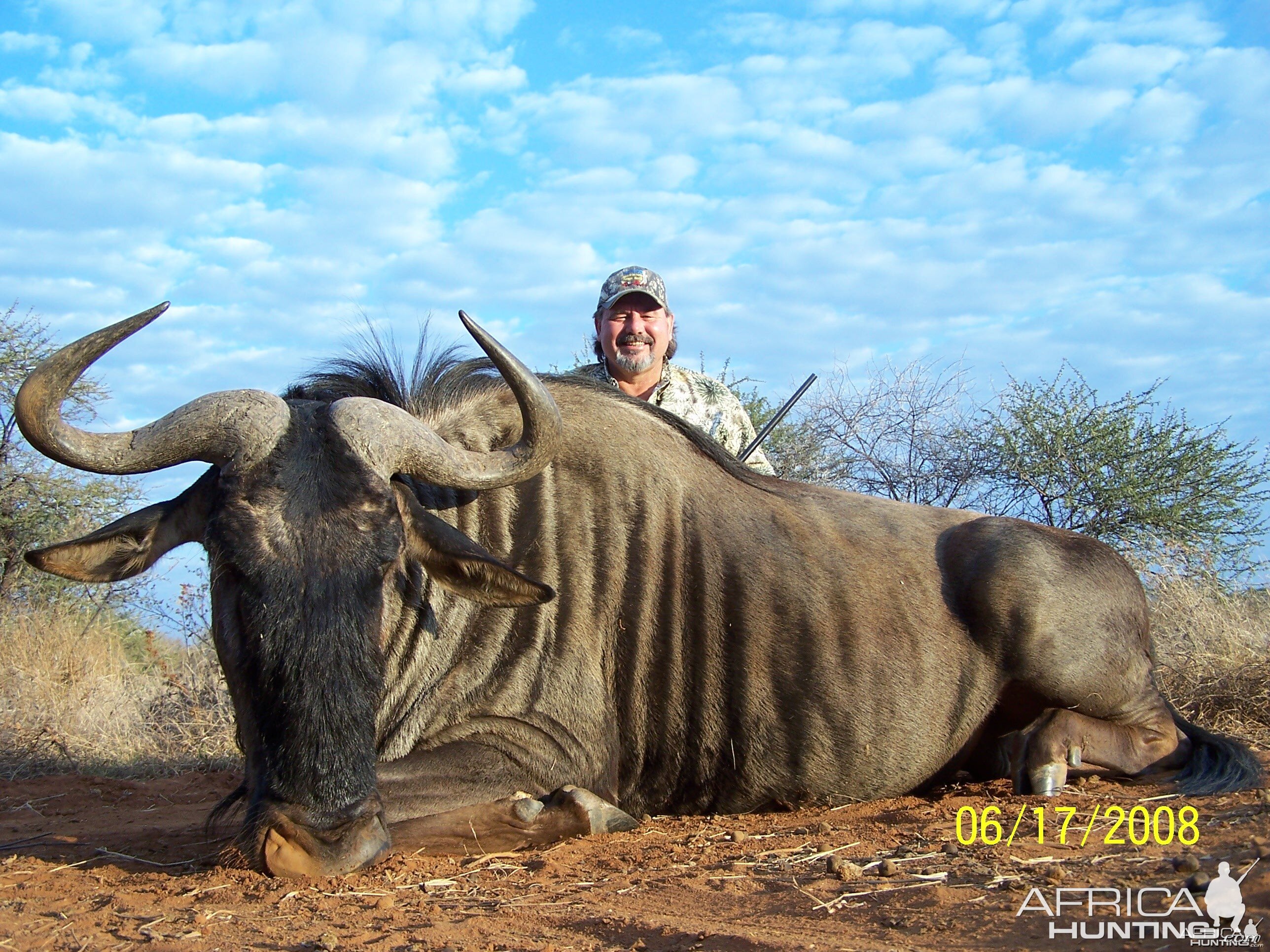 Blue Wildebeest;2008