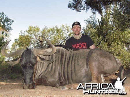 Blue Wildebeest 2013 Season