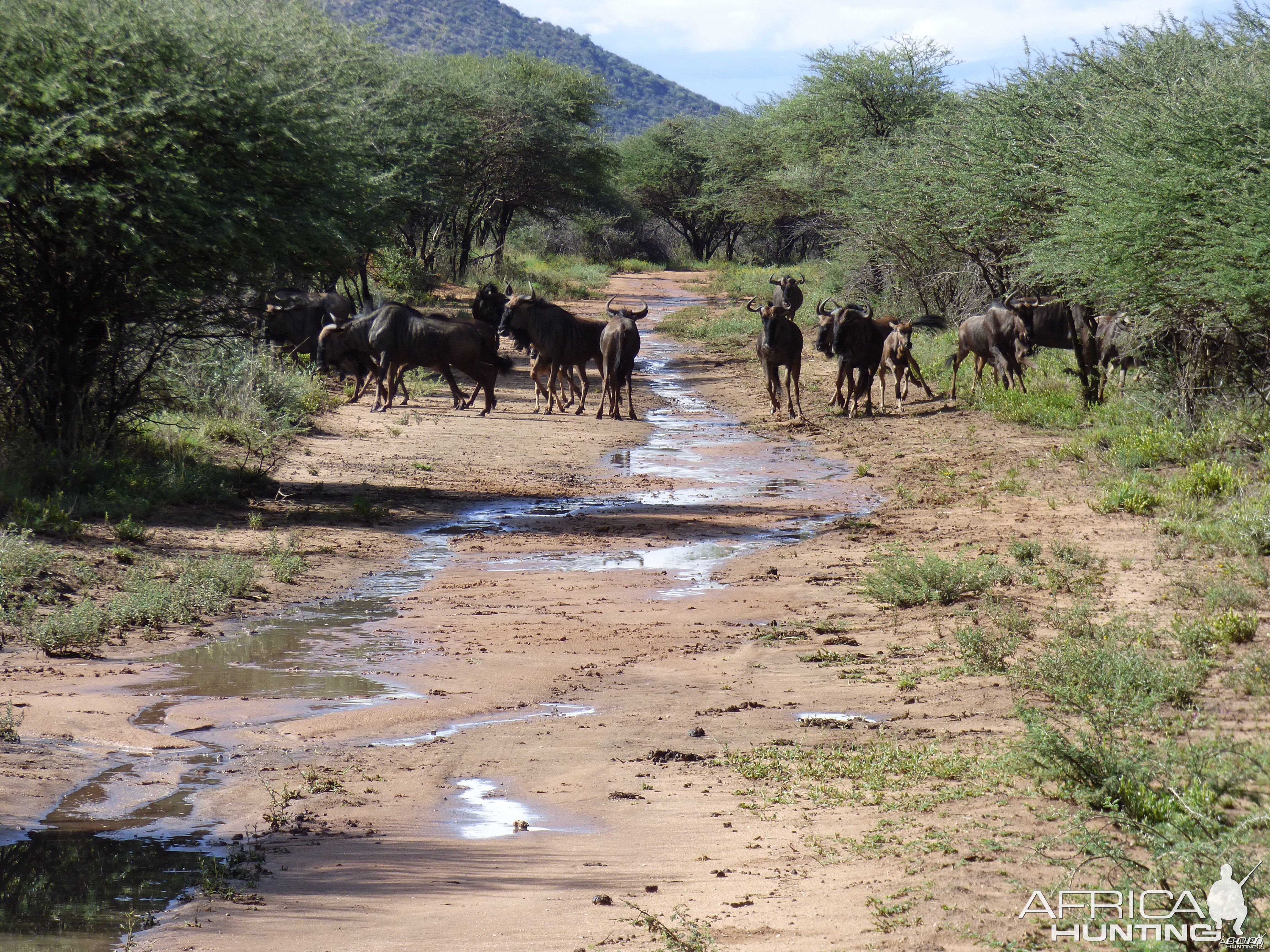 Blue Wildebeest after rain