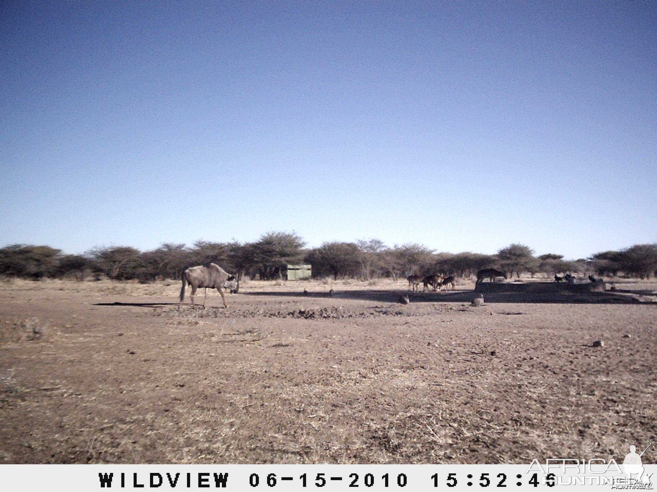 Blue Wildebeest and Impala, Namibia