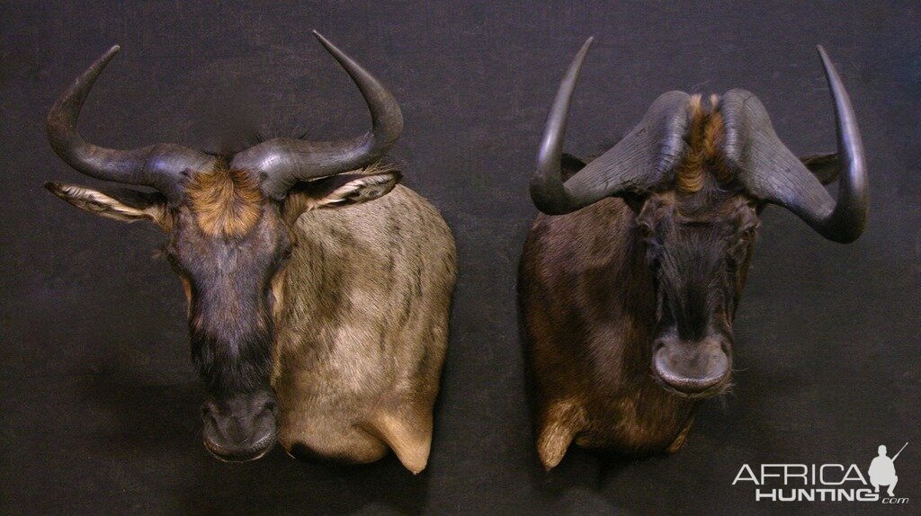 Black Wildebeest Mount