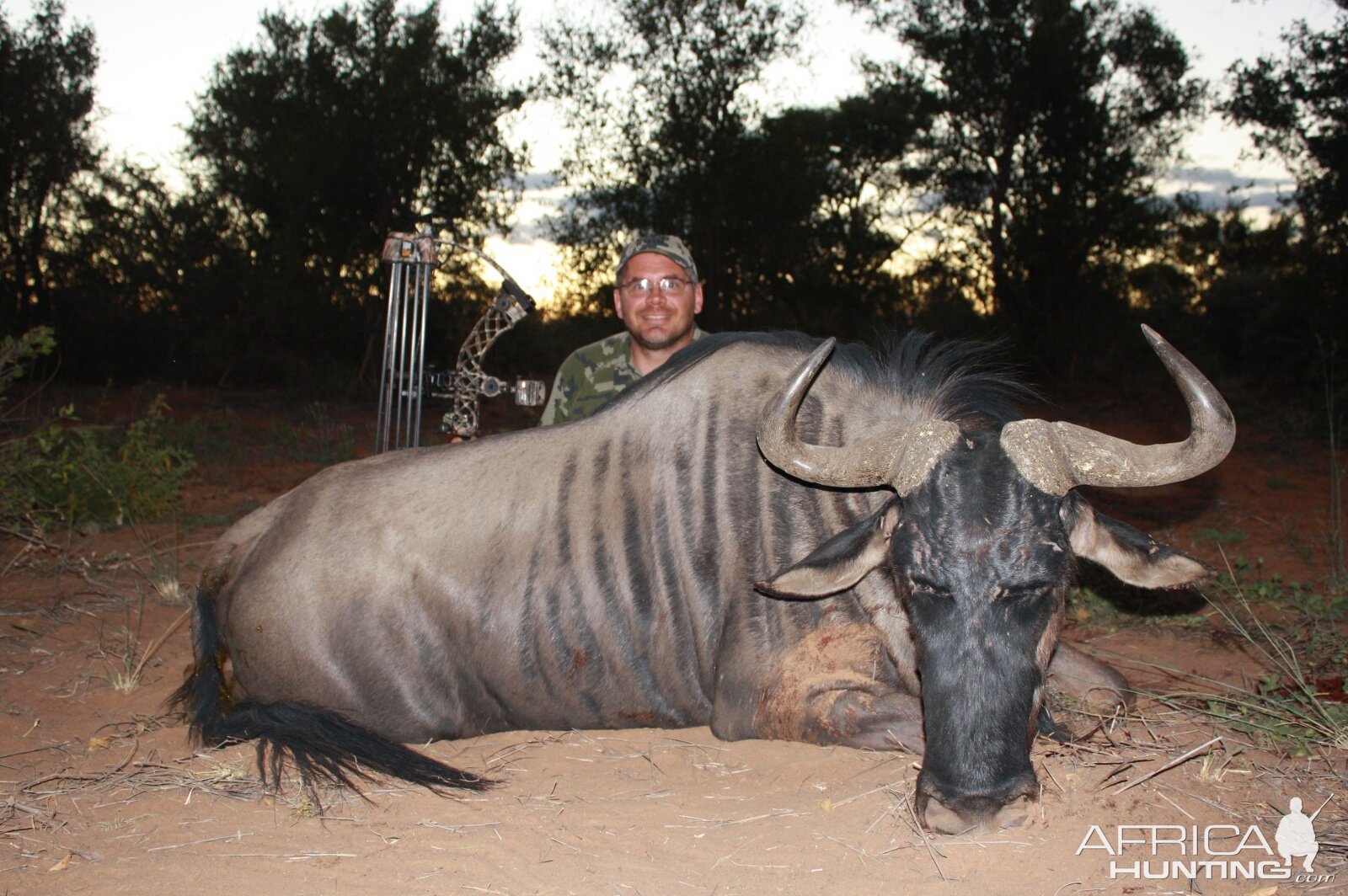 Blue Wildebeest Bow Hunt South Africa