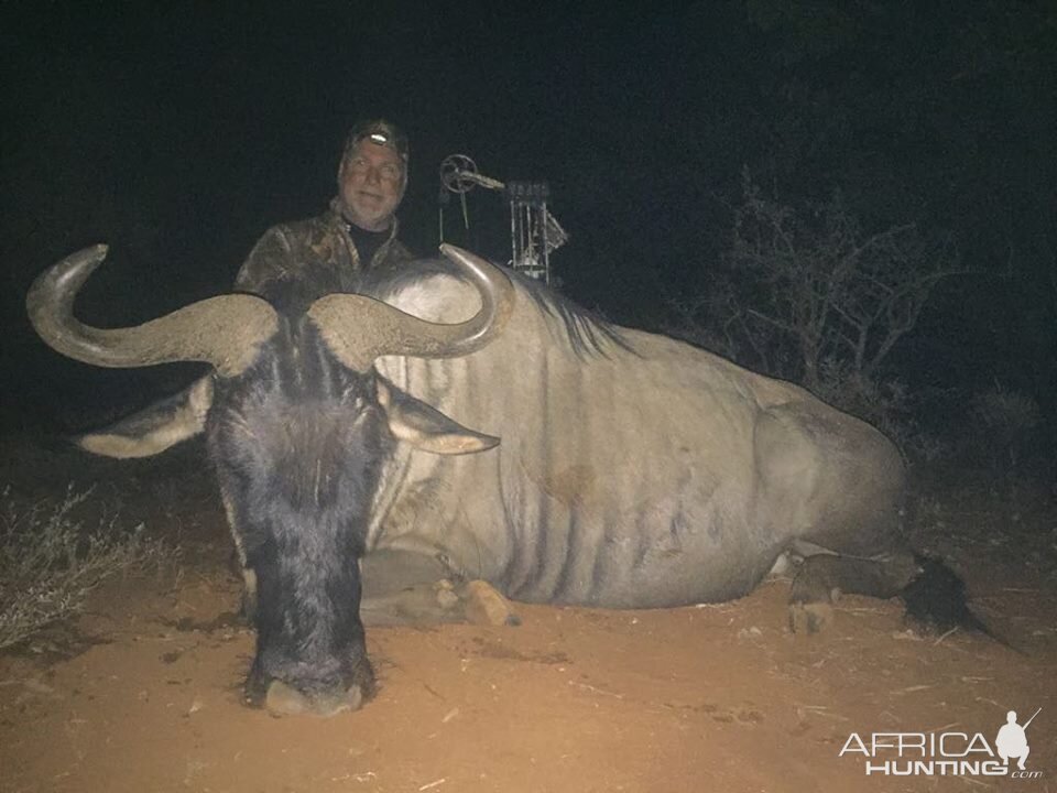 Blue Wildebeest Bow Hunting South Africa