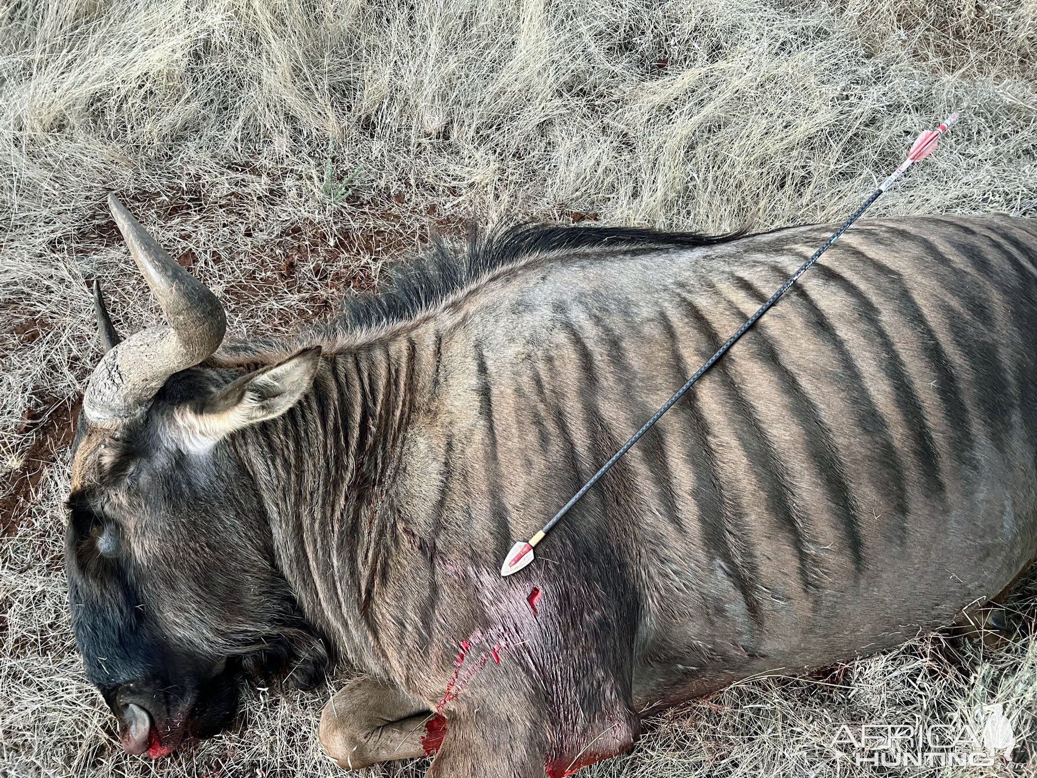 Blue Wildebeest Bull Bow Hunting South Africa