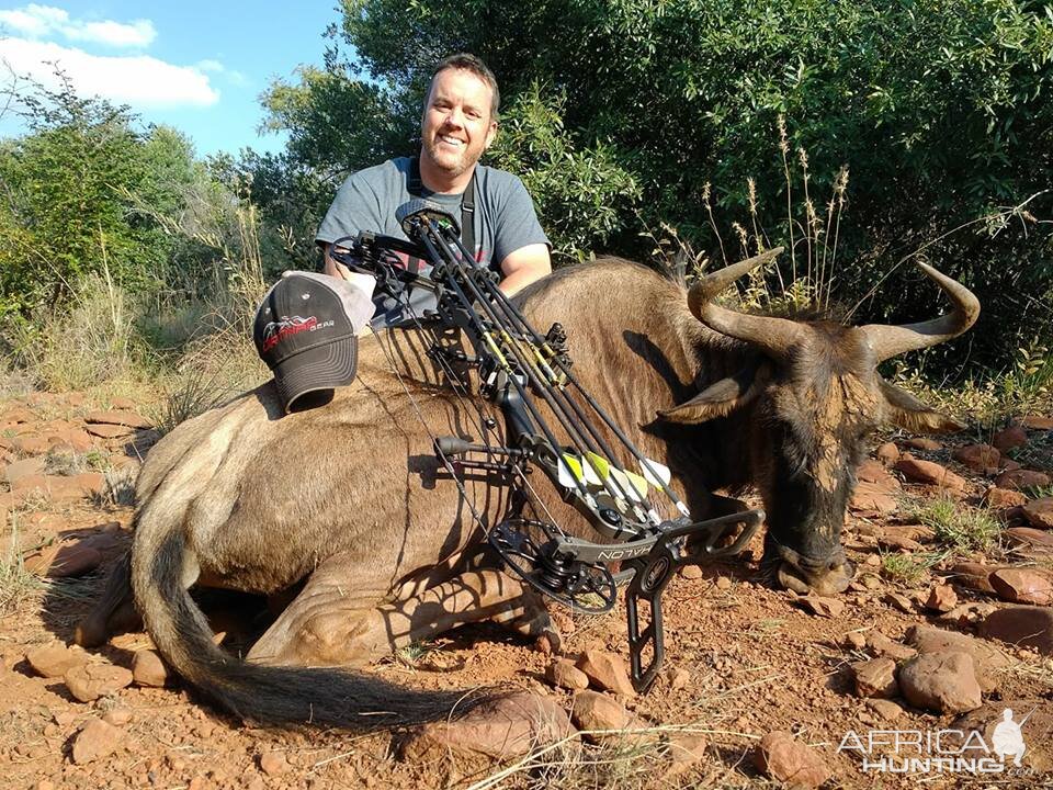 Blue Wildebeest Cull Bow Hunting in South Africa