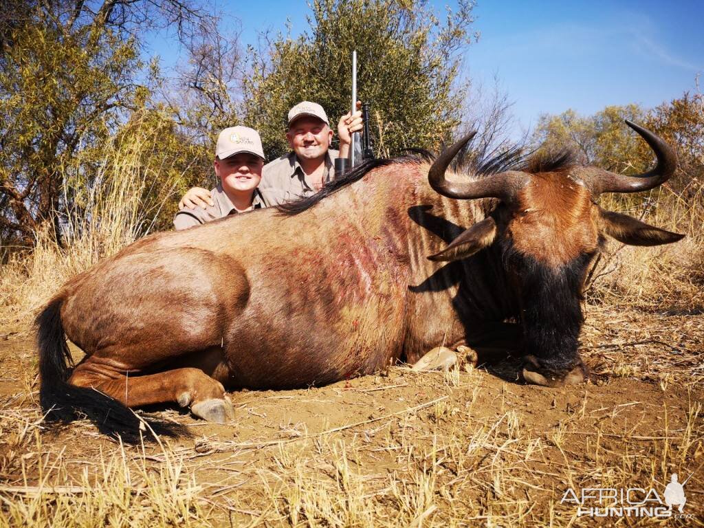 Blue Wildebeest Cull Hunt South Africa