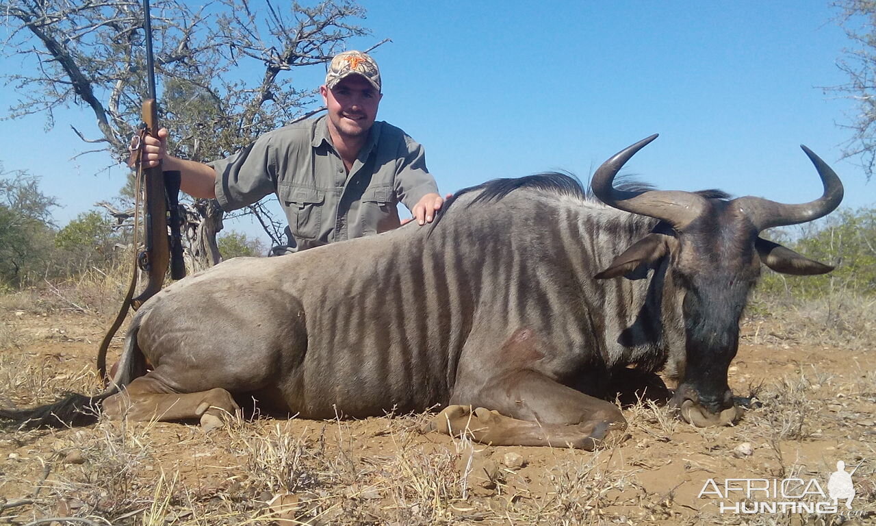 Blue Wildebeest Cull Hunting in South Africa