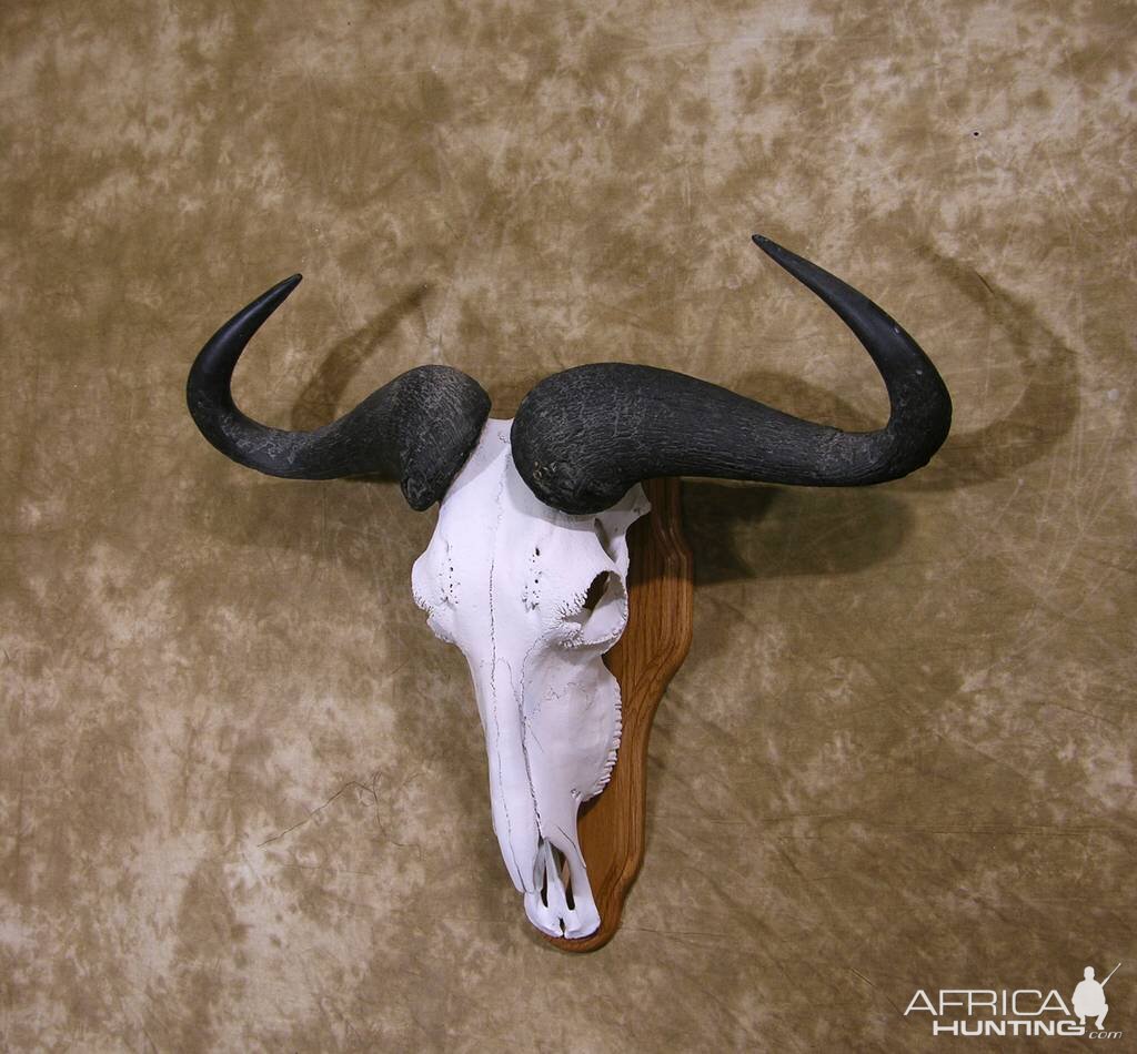 Blue Wildebeest European Skull Mount Taxidermy