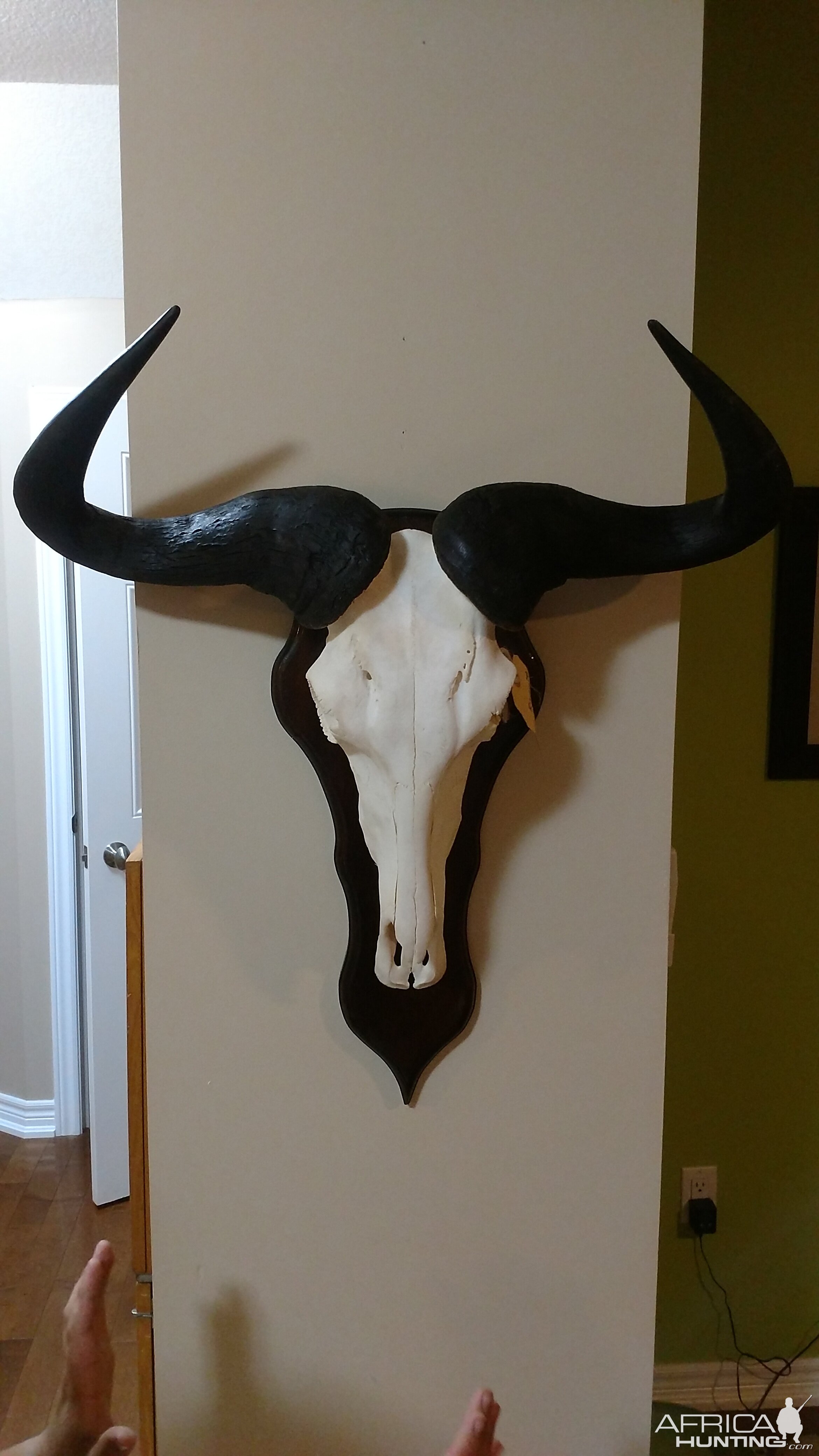 Blue Wildebeest European Skull Mount