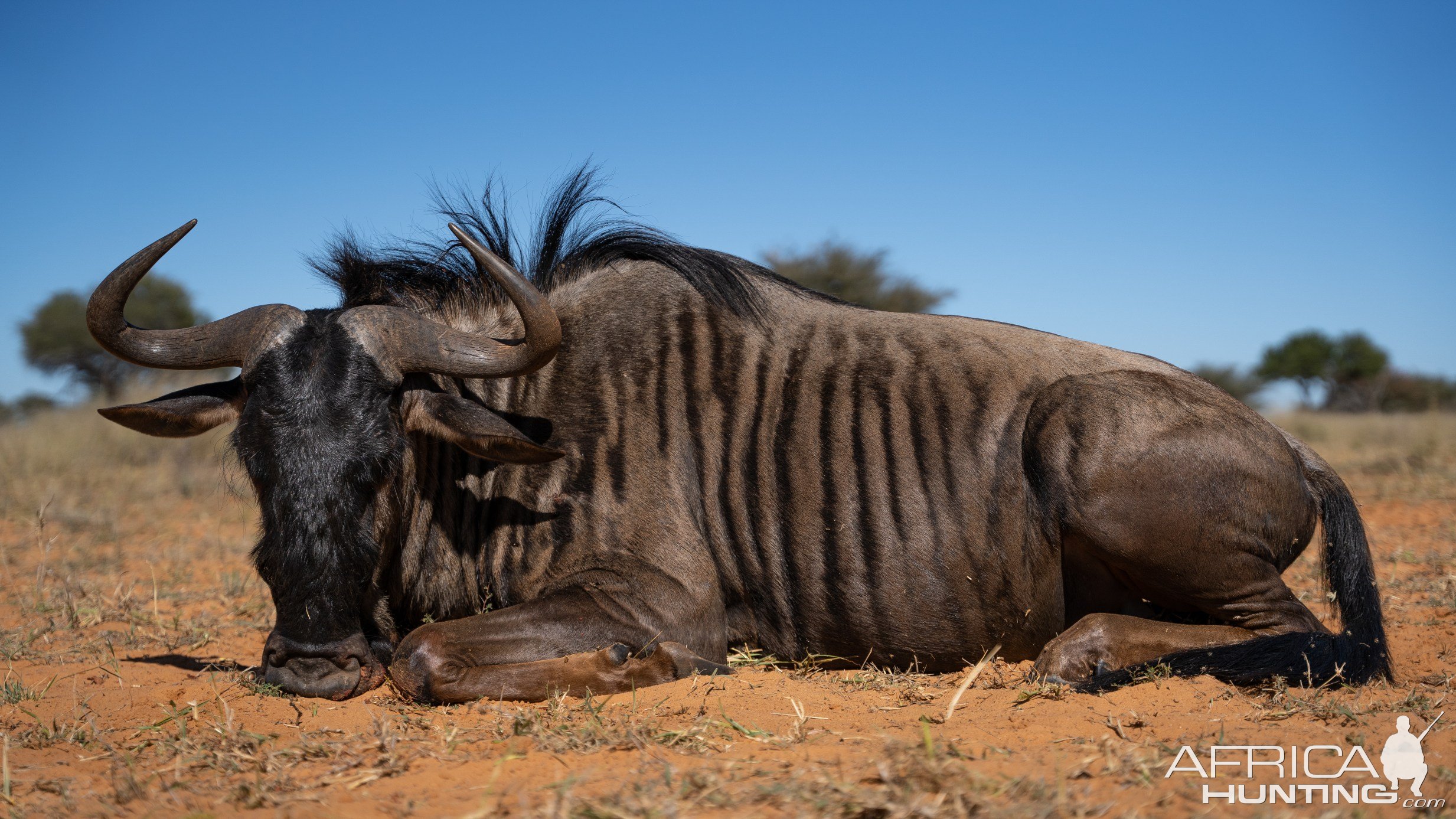 Blue Wildebeest (female)