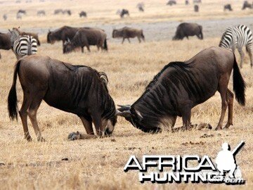 Blue Wildebeest fighting