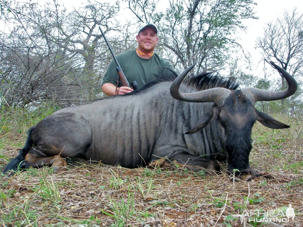 Blue Wildebeest Hunt at Savuli Ranch, The Save, Zimbabwe