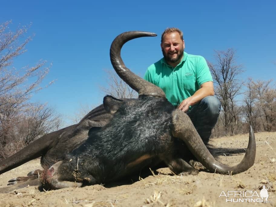 Blue Wildebeest Hunt Botswana