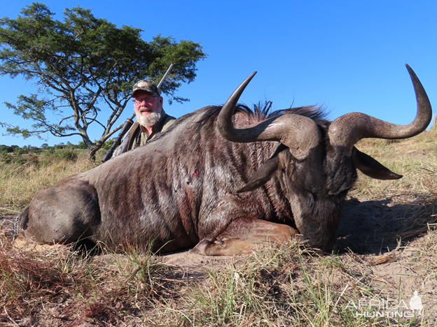 Blue Wildebeest Hunt Eastern Cape South Africa