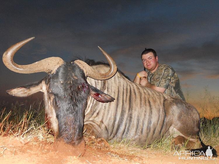 Blue Wildebeest hunt in South Africa with HartzView Hunting Safaris